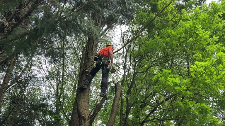 Best Leaf Removal  in Markesan, WI